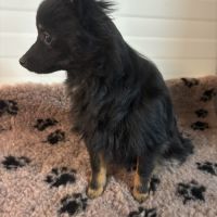 Chiot spitz femelle #1