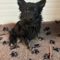 Chiot spitz femelle #3