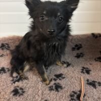 Chiot spitz femelle #4