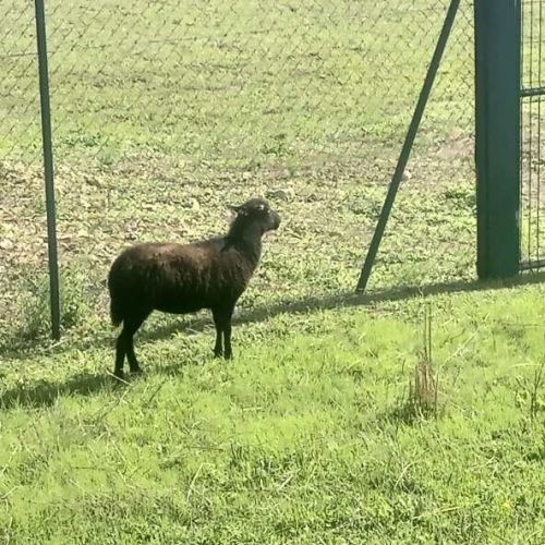 Vente d'un lot de 3 moutons ouessants #2