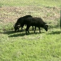 Vente d'un lot de 3 moutons ouessants