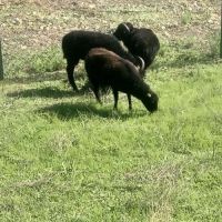 Vente d'un lot de 3 moutons ouessants #3