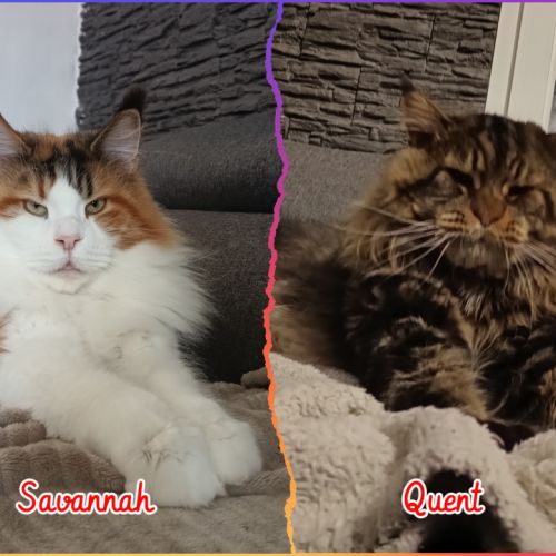 Chaton maine coon loof #0