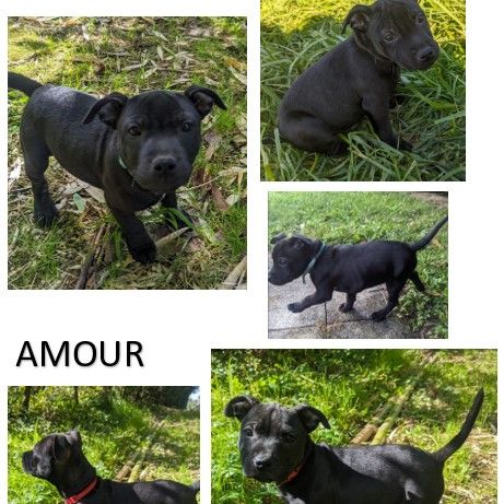 Chiot staffie (staffordshire bull terrier) lof