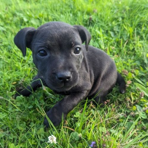 Chiot staffie (staffordshire bull terrier) lof #2