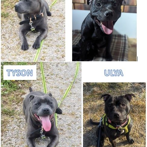 Chiot staffie (staffordshire bull terrier) lof #4