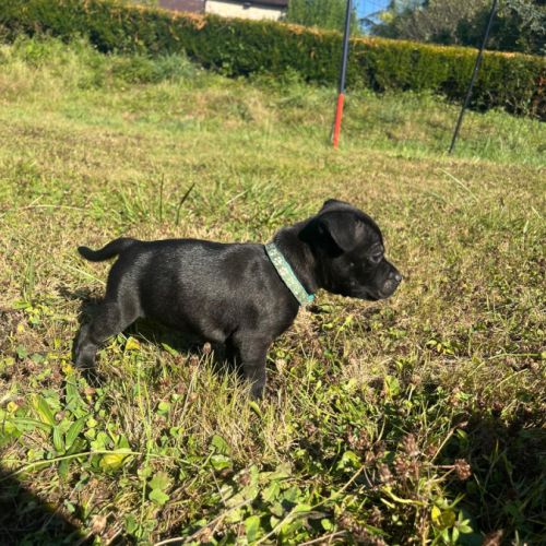 Chiot staffie (staffordshire bull terrier) lof #5