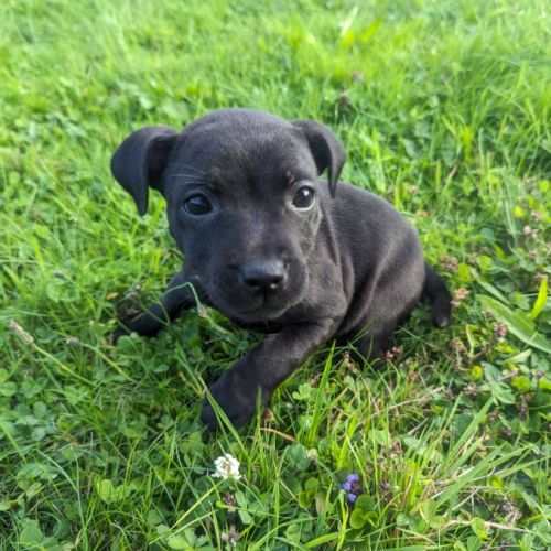Chiot staffie (staffordshire bull terrier) lof #8