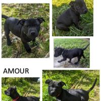 Chiot staffie (staffordshire bull terrier) lof