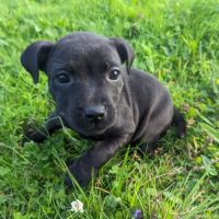 Chiot staffie (staffordshire bull terrier) lof #2