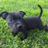 Chiot staffie (staffordshire bull terrier) lof #3