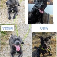 Chiot staffie (staffordshire bull terrier) lof #4