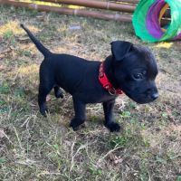 Chiot staffie (staffordshire bull terrier) lof #6