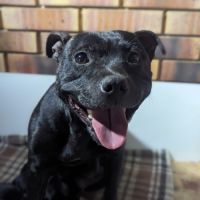 Chiot staffie (staffordshire bull terrier) lof #7