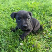 Chiot staffie (staffordshire bull terrier) lof #8