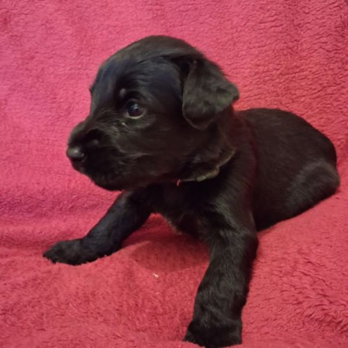 Briards noirs porteurs de bleu #1