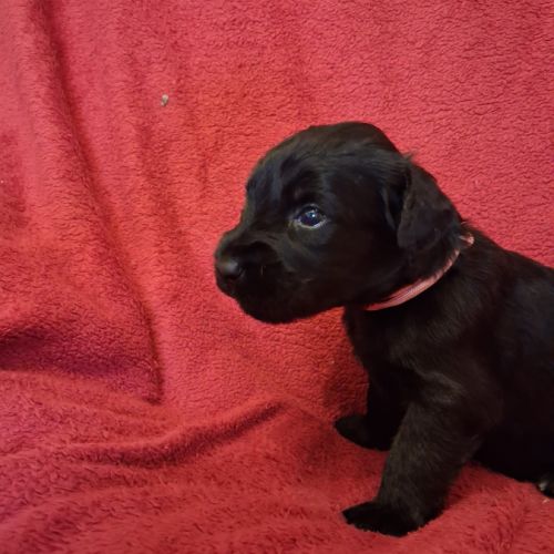 Briards noirs porteurs de bleu #2