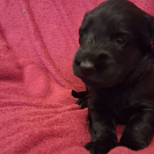 Briards noirs porteurs de bleu #3