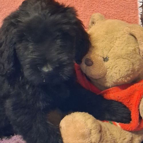 Briards noirs porteurs de bleu #2