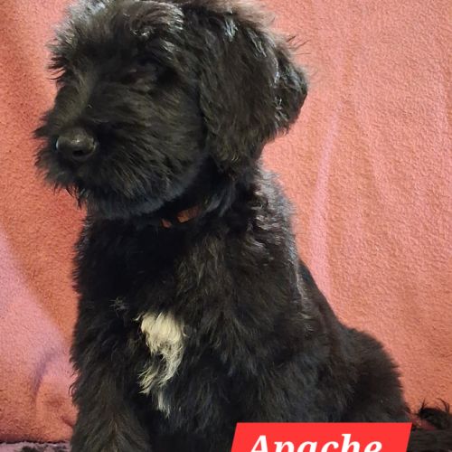 Briards noirs porteurs de bleu #3