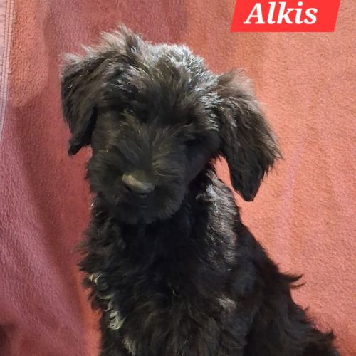 Briards noirs porteurs de bleu #4