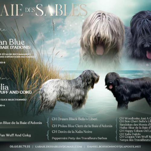 Chiots briards à naitre début novembre