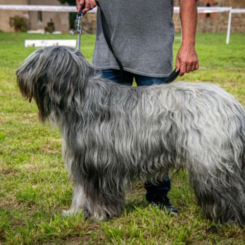 Chiots briards à naitre début novembre #3