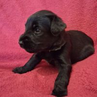 Briards noirs porteurs de bleu #1