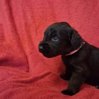 Briards noirs porteurs de bleu #2