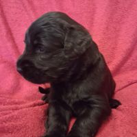 Briards noirs porteurs de bleu #4