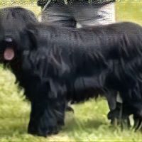 Chiots briards à naitre début novembre #1