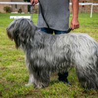 Chiots briards à naitre début novembre #3