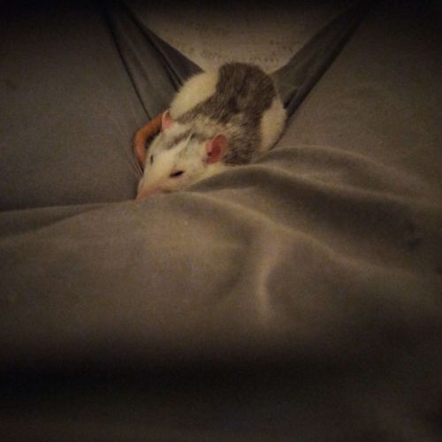 Troupe de 3 rats femelles à adopter #1