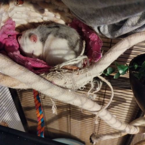 Troupe de 3 rats femelles à adopter #0