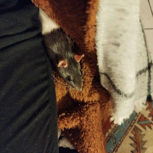 Troupe de 3 rats femelles à adopter #4