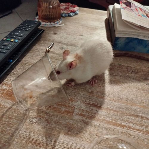 Troupe de 3 rats femelles à adopter #5