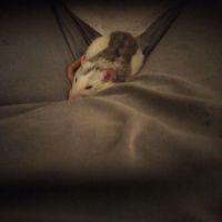 Troupe de 3 rats femelles à adopter #1