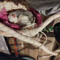 Troupe de 3 rats femelles à adopter