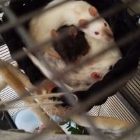 Troupe de 3 rats femelles à adopter #3