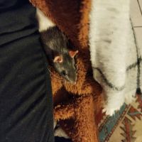 Troupe de 3 rats femelles à adopter #4