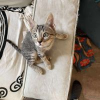 Thor, le petit guerrier #1