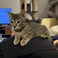 Thor, le petit guerrier #2