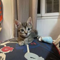 Thor, le petit guerrier