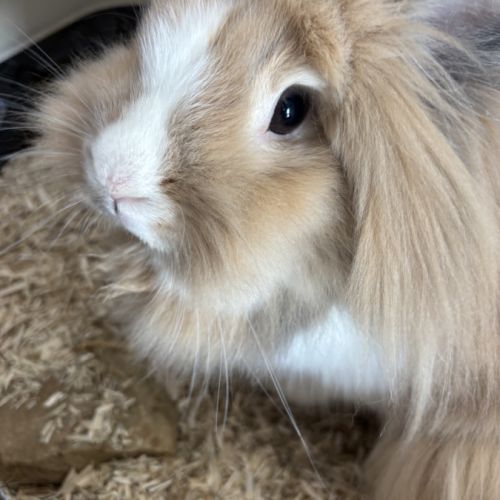 Don lapine naine à tete de lion - stérilisé