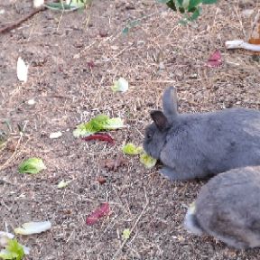 Donne 2 lapins adultes gris avec leur bebe #1