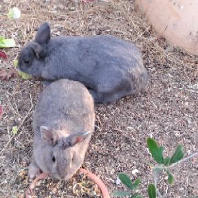 Donne 2 lapins adultes gris avec leur bebe #2