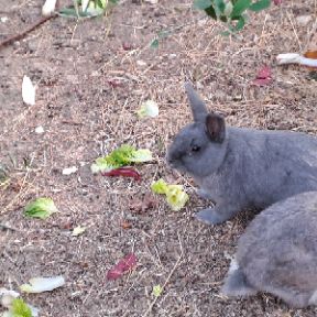 Donne 2 lapins adultes gris avec leur bebe #3