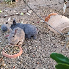 Donne 2 lapins adultes gris avec leur bebe
