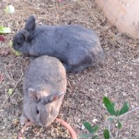 Donne 2 lapins adultes gris avec leur bebe #2