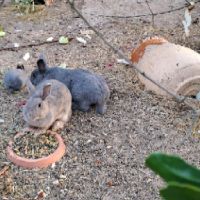 Donne 2 lapins adultes gris avec leur bebe
